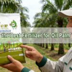What Is the Best Fertilizer for Oil Palm Trees