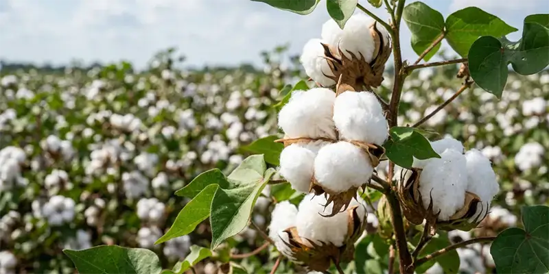 Cotton