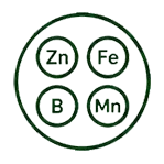 Micronutrients icon