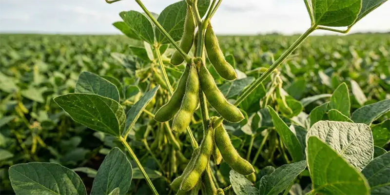 Soybean